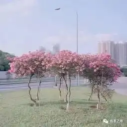  愿你静心忍耐,终见花开