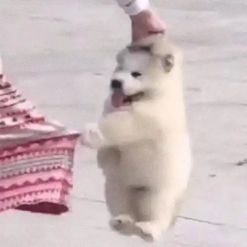  情侣头像之另一半不是人