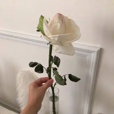  答非所问就已经是答案了.玫瑰