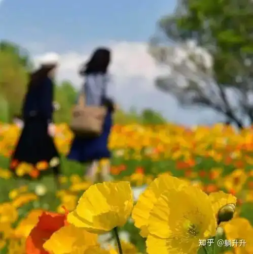  有没有好看的向日葵和人一起的头像