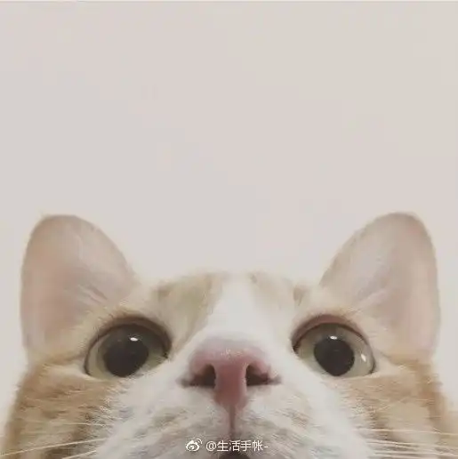 猫咪微信头像