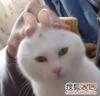  发完神经病的狗狗,再看神经病的猫猫