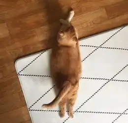  这只猫很平时黏人,但最近慢慢长大的小主人反而黏上了它,最后...