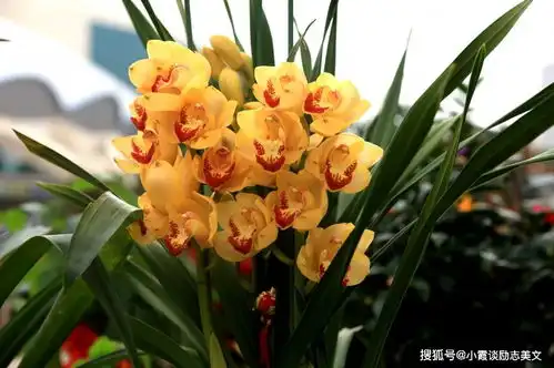  天生凤凰命的3个生肖,长相甜美很贤惠,越活越年轻