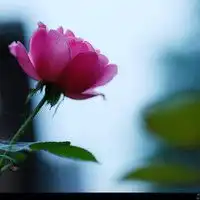  微信头像女花草微信头像图片大全