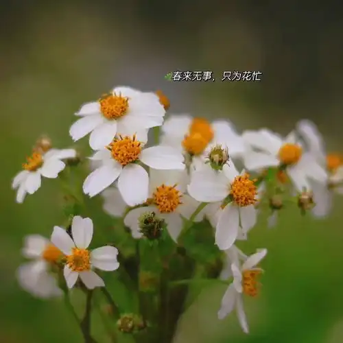 幸运草的头像带字图片可