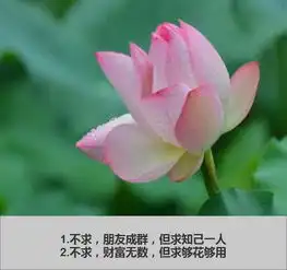 一生平安的微信头像不求