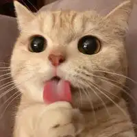  让人惬意的绵软软猫咪头像微信头像图片微信头像图片大全