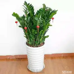  南昌花卉绿植租赁,南昌盆栽植物租摆南昌绿植盆栽
