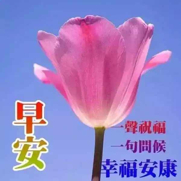 幸运草的头像带字图片可