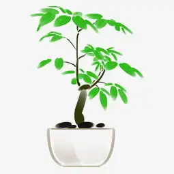 手绘发财树盆栽插画图片素材其他格式下载动漫人物大全