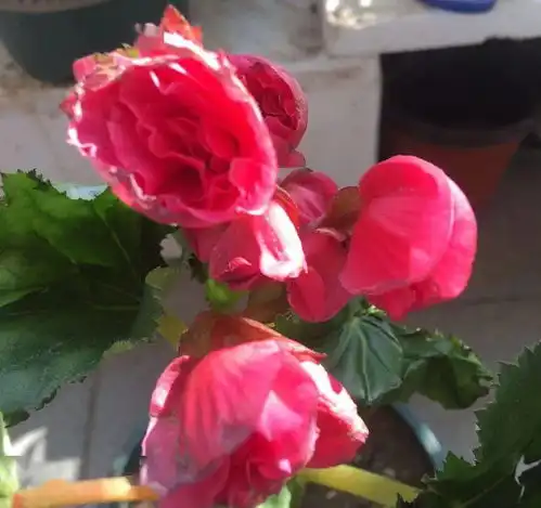  非常耐阴的10种开花植物,还有吉祥好兆头,养上一盆好运连连