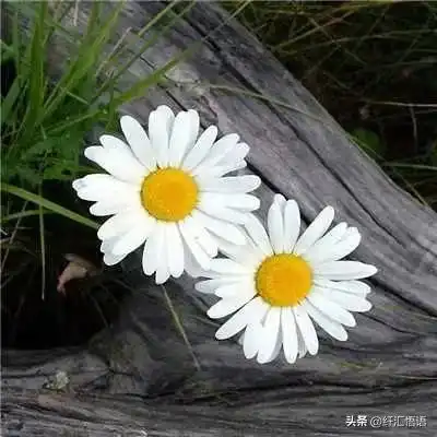  清新淡雅微信头像