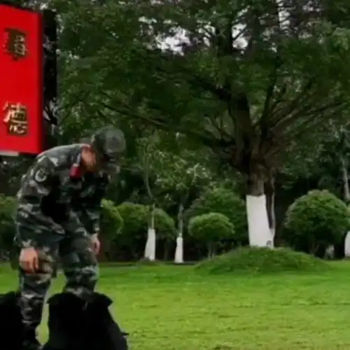  奶凶奶凶的小警犬们,刚满月就出来训练了