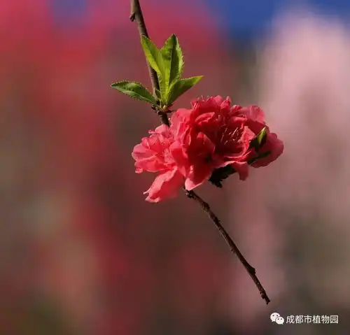  绿道科普城市街道中的春光3月观花指南照手桃和海棠