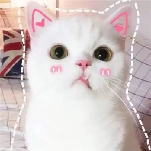 可爱猫咪头像女生霸气高