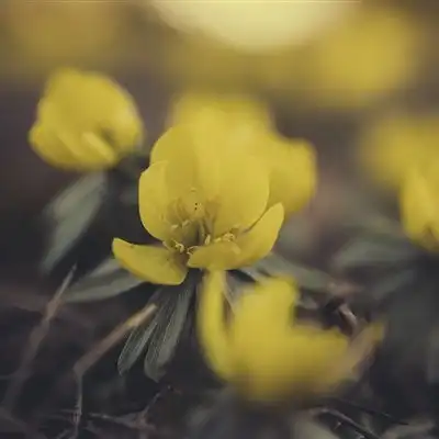  花朵风景头像图片,小清新的花朵给你带来好运气