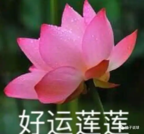 最好运荷花头像