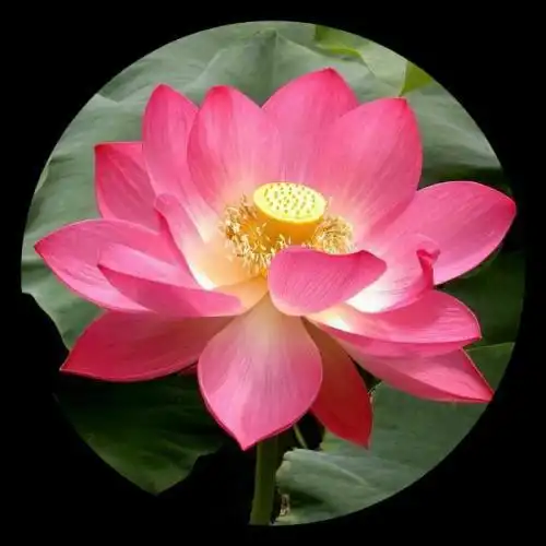  最适合微信头像的图片,超美的花朵组图16p