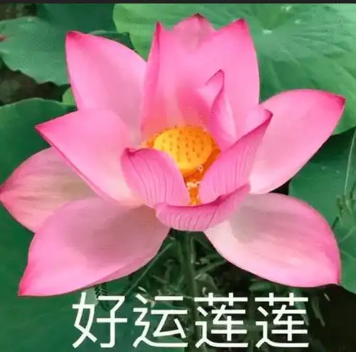  网友晒父母社交圈头像爸爸闲云野鹤风景好,妈妈人比花娇丝巾靓