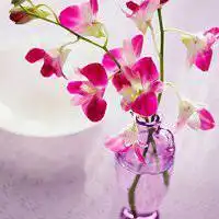  微信头像春天的花草微信头像图片大全