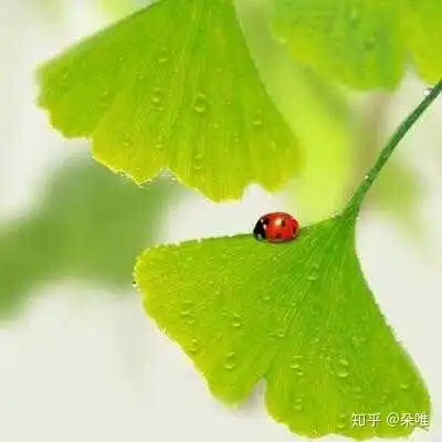  花开很美,生活很涩