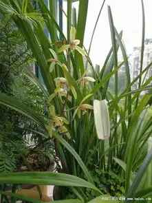  兰花还是要有阳光