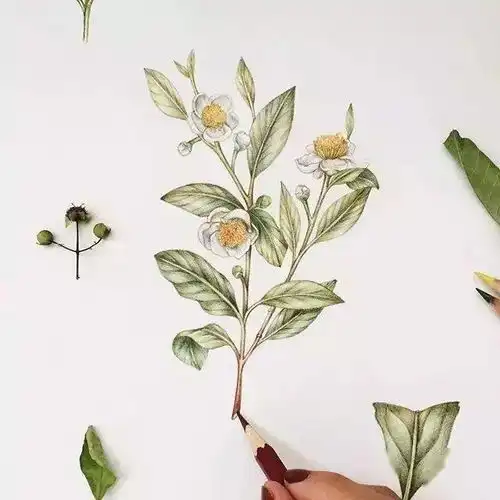 这样清新脱俗的彩铅画,让很多人喜欢