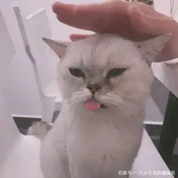  高级ins风美食探店,这里还是爱猫人士的天堂