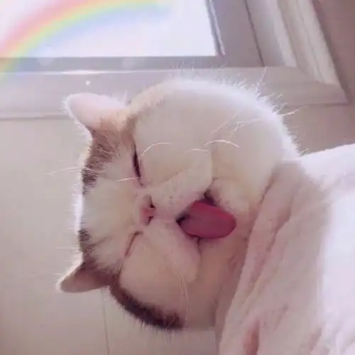  头像萌宠头像