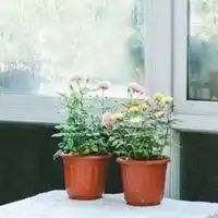  2019微信花朵头像大全大全微信头像图片大全