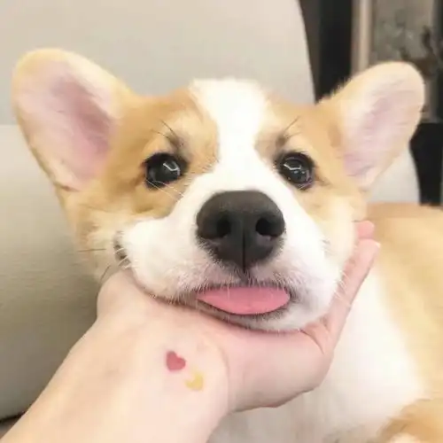  k歌