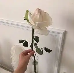  怀中猫与意中人,都是你