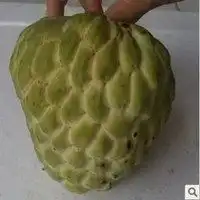  大桃子水果头像微信头像图片大全