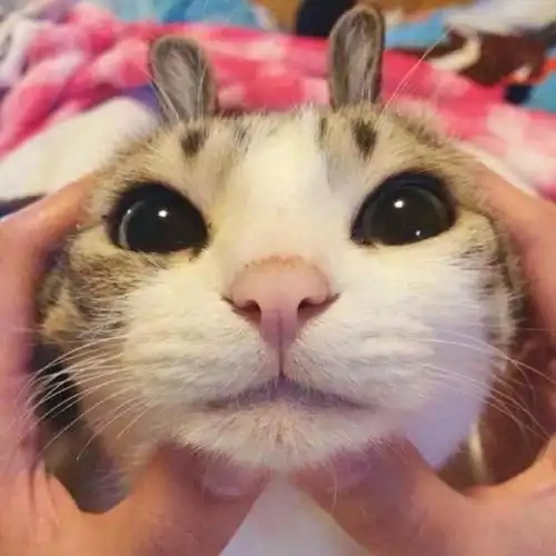  当代年轻人养猫奇葩行为鉴赏每次猫咪拉粑粑,都在旁边守着