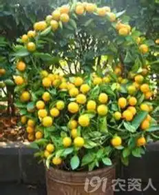  家养植物益处多