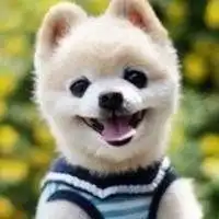  小狗狗搞笑微信头像微信头像图片大全