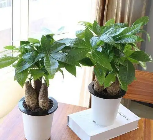  发财树热度高居不下,保证四季常绿根壮无虫害,需要做好3点