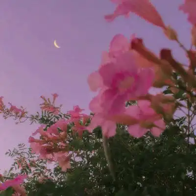  风景微信头像图片大全花真实花朵图片适合老人做微信头像