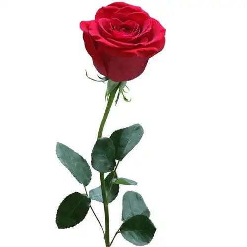  花儿为什么这样红