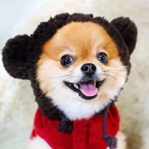  狗口腔溃疡会吐吗