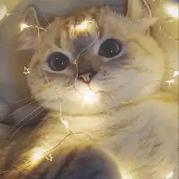  动物园宠物生育