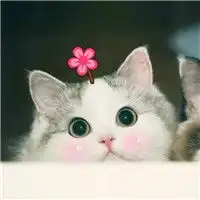 闺蜜双人头像猫咪可爱萌