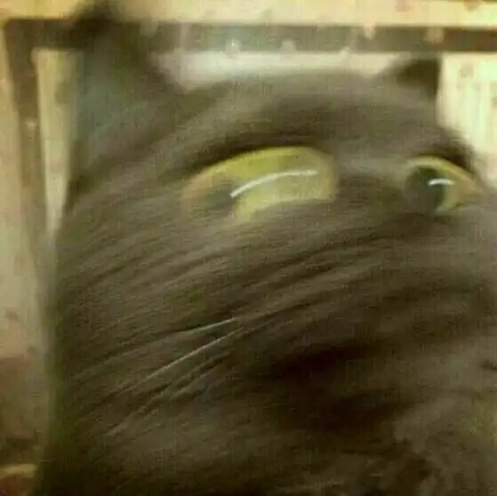  有哪些沙雕情头可以下分享一下