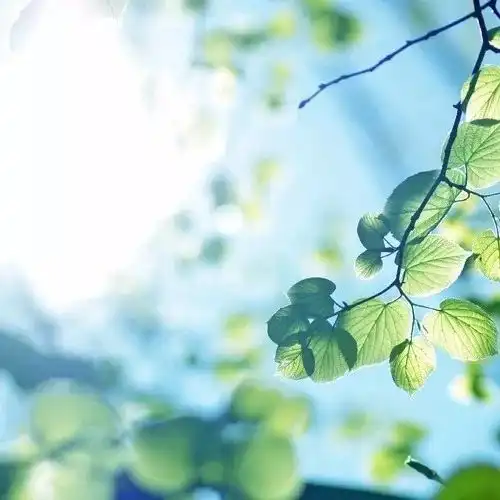 紫色山水风景微信头像竹海
