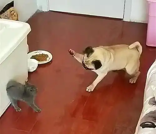  狗狗抬爪想打小奶猫,一直下不去手,气的乱叫它太凶了