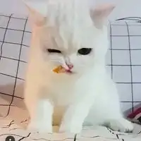 奶猫头像超萌小奶猫头像