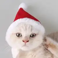 小猫头像可爱戴帽子