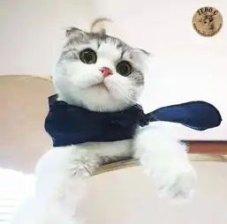  感情空白期来几只小猫猫开心一下