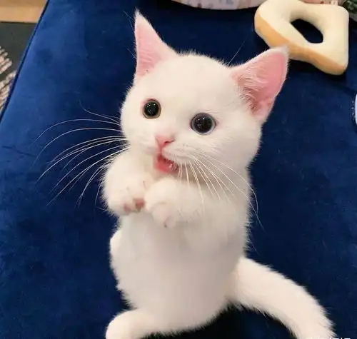  反转,公猫能下崽当家主母凌晨发长视频称猫未死